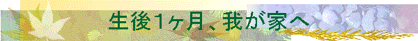 PA䂪Ƃ